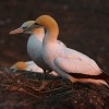 Terej australsky - Sula serrator - Australian Gannet - takapu 0218